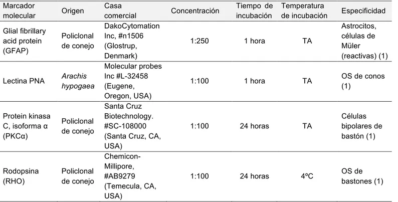 Tabla 1. Anticuerpos primarios utilizados y condiciones de uso.   Marcador  molecular  Origen  Casa   comercial  Concentración  Tiempo  de incubación  Temperatura  de incubación  Especificidad  Glial fibrillary  acid protein  (GFAP)  Policlonal  de conejo 