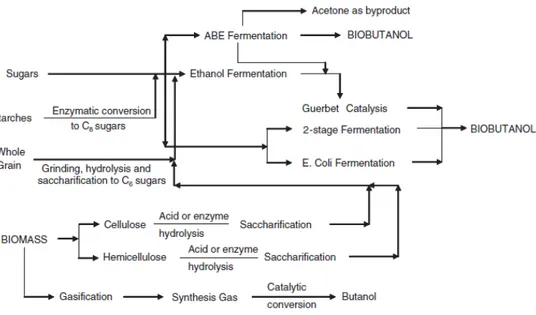 Figura  1.8.  Rutas  de  obtención  de  biobutanol  en  función  del  tipo  de  materia  prima