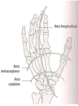 Figura 2. Arcos de la mano 