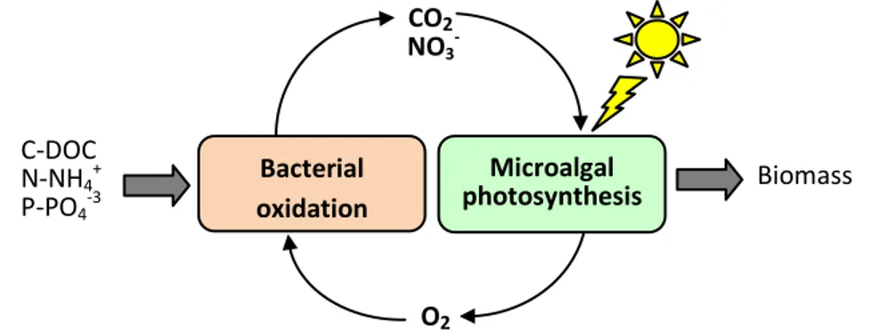 Figure 1. Principle of photosynthetic oxygenation (C-DOC = dissolved organic carbon). CO2 NO3-O2C-DOC N-NH4+   P-PO4-3Biomass Microalgal photosynthesis Bacterial oxidation 