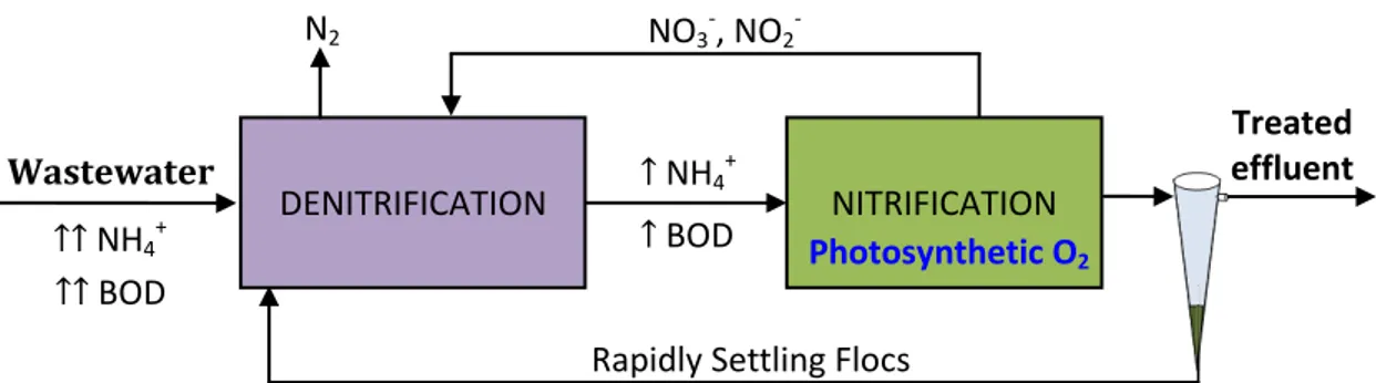Figure 5. Schematic of a nitrification-denitrification process implemented in algal-bacterial  photobioreactors 