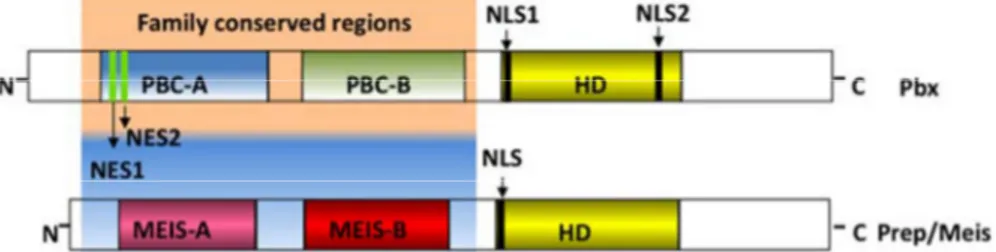 Figure 1. Obtained from (Longobardi et al., 2014), image depicting the basic structure of the proteins in  the TALE family, PBC-A and –B being the characteristic domains of PBX proteins and MEIS-A and –B  being the domains present in PREP and MEIS