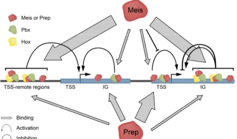 Figure 2. Extracted from (Penkov et al., 2013), representation of PREP and MEIS as transcription  factors, cooperating with themselves and HOX-proteins to regulate gene expression