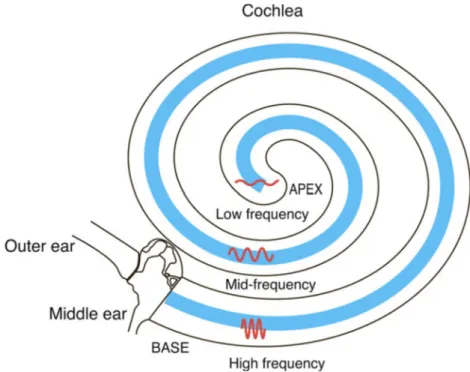 Figure 6 (Schimmang and Maconochie, 2016) Schematic diagram of the cochlea illustrating the  tonotopic axis along the cochlear coil