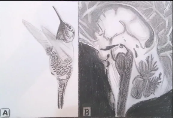 Figura 1.- (A) Imagen de un colibrí. (B) Corte medio sagital de una RNM de  un paciente con PSP