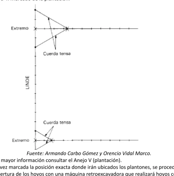 Figura 4: Marcado de la plantación. 