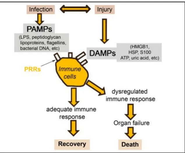 Ilustración  13:  Simplificando  la  respuesta  inmune  a  la  infección.  Daño  (via  DAMPs)  e  Infección  (via  PAMPs)  pueden  estimular  la  misma  reacción  inflamatoria  vía  los  receptores  de  reconocimiento de patrones (PRR)