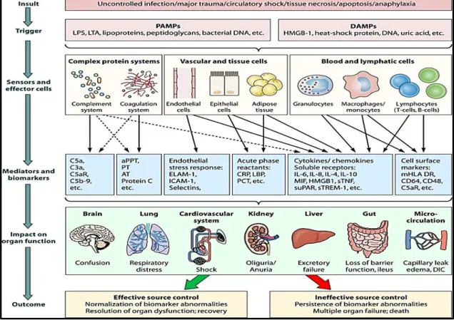 Ilustración 16: Evolución del proceso inflamatorio en la sepsis.  Adaptada de Reinhart K  y  col