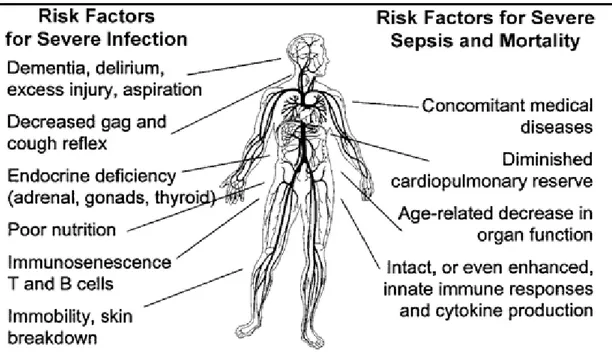 Ilustración 17: Factores predisponentes para sepsis en personas de edad avanzada. 