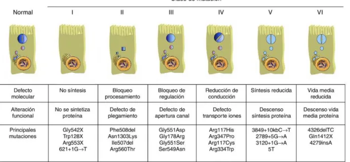Fig. 2: Tipos de mutaciones de la FQ 6 . 