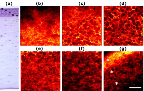 Fig. 1. (a) Transversal histological section of a chicken cornea. (b)-(f) TPEF images of the  different layers within the epithelium: superficial cells (b), wing cells (c-d), basal cells (e-f)