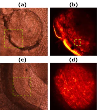 Fig. 4. Microscopy imaging illustrating the intrastromal laser surgery: bright-field (a, c) and  nonlinear images (b, d)