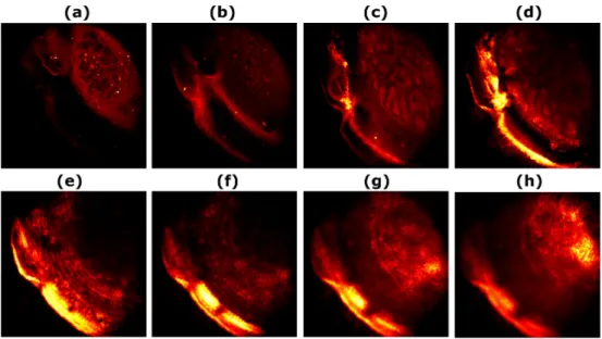 Fig. 7. Nonlinear microscopy images of an ablated chicken cornea (pattern #1) at different  depths (spaced 40 μm)