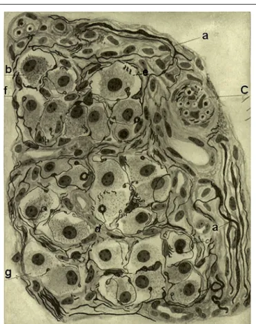 FIGURE 2 | Segment of a glomerulus of the intercarotid gland (the CB) of a young man. c, nerve with myelinated and unmyelinated ﬁbers; a,