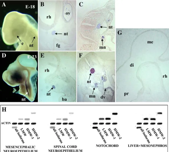 Fig. 4. Fgf2 in situ hybridization on whole-mount chick embryos at different developmental stages