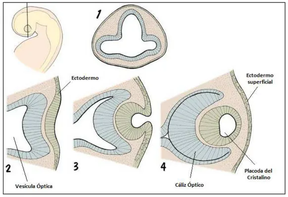 Figura 1 .  Separación de la placoda del cristalino e inicio del desarrollo corneal (Imagen tomada  de www.bionalogy.com/eye_and_ear.htm