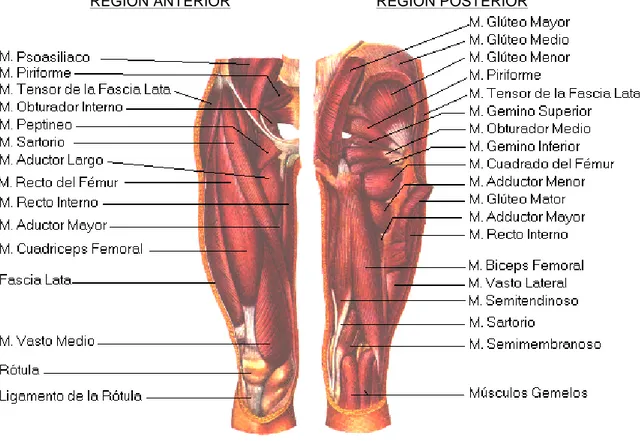 Figura 2. Musculatura de la articulación coxofemoral. 