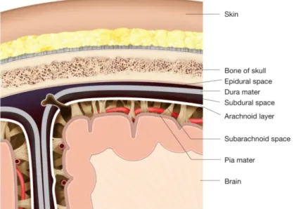 Figura 2:  http://biology-forums.com/index.php?action=gallery;sa=view;id=8218