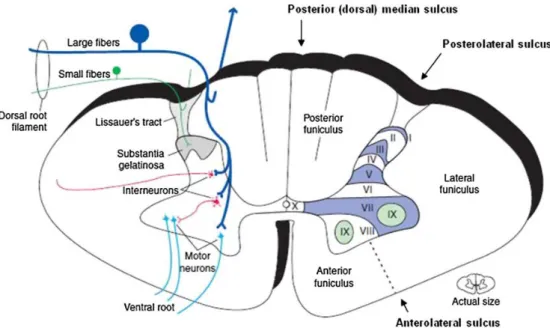 Figura 3: Médula espinal en el octavo nivel segmentario cervical indicando puntos de referencia externos de la médula  espinal