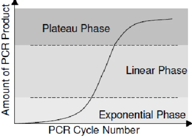 Figure 4. Theoretical plot of PCR cycle number against PCR product amount is depicted