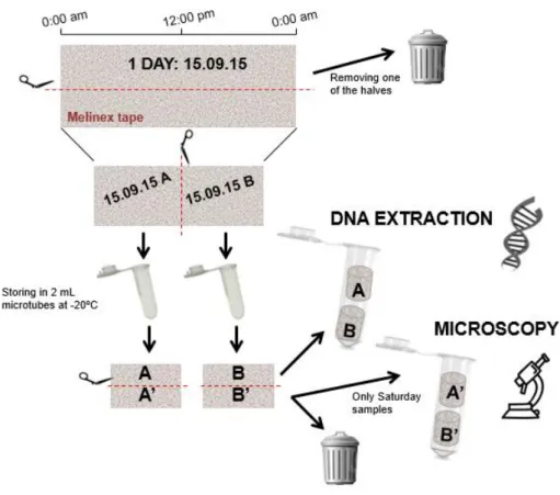 Figure 13. Schema of the processing of the samples and final destination. 