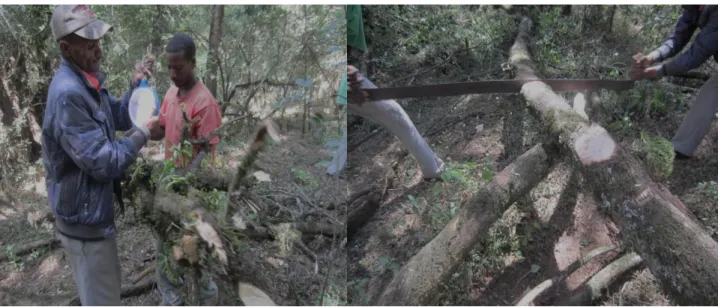 Fig. 6: Biomass data collection and sampling in the field Fig. 6 (a): Fresh weight sampling in the field using 