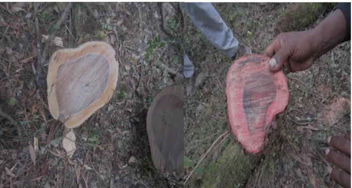 Fig. 9:   Showed wood sampling for the sampled trees, Fig. 9 (a): a wood sampled (white color) extartced 