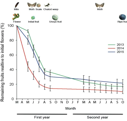 Fig. 1. Fruits remaining in the branch relative to initial flowers for 2013 (green line), 2014 (red line) and 2015 (blue 
