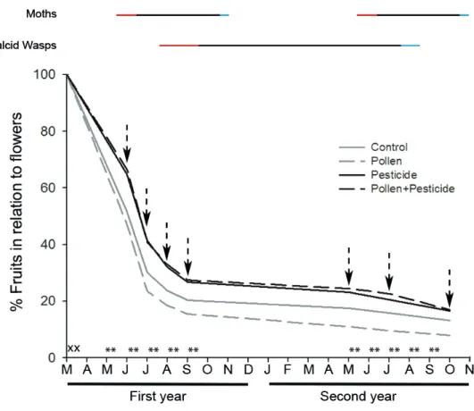 Fig. 1. Percentage of fruits in relation to initial flowers for the 2014-2015 fruit cohort