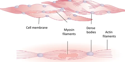 Figure  1.10.  Physical  structure  of  smooth  muscle.  The  upper  left‐hand  fiber  shows  actin  filaments 