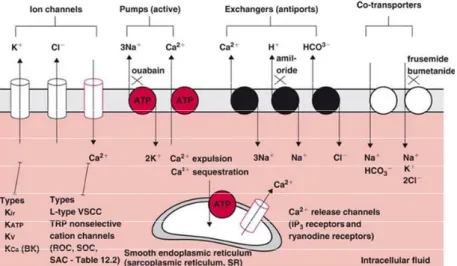 Figure  1.21.  Ion  channels,  pumps,  exchangers  and  co‐trasnporters  in  sarcolema  of  VSMCs  (Levick  J.R., 