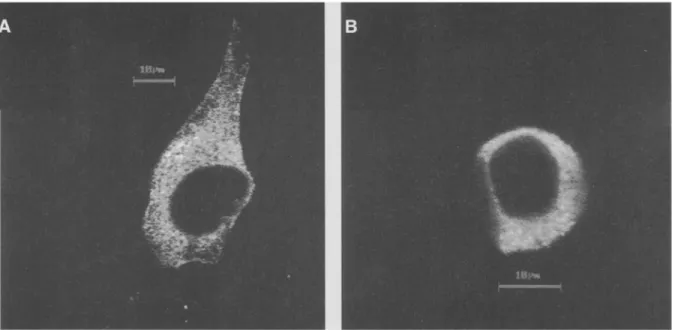 Fig.  2  lmmunolocalization  of  the  erAEQ  in  the  infected  cells.  Confocal  images  of  HeLa  cells  (A)  and  GH,  pituitary  cells  (B)  infected  with  the  pHSVerAEQ  virus  24  h  prior  to  the  staining  with  the  anti-HA1  antibody  revealed
