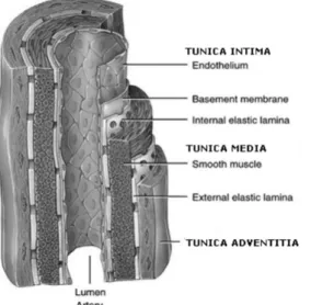 Figure	 1.1.	 Schematic	 description	 of	 the	 structure	of	a	resistance	artery	wall	formed	 by	three	layers:	tunica	intima,	tunica	media	 and	 tunica	 adventitia	 (Wagenseil	 et	 al.,	 2009).	