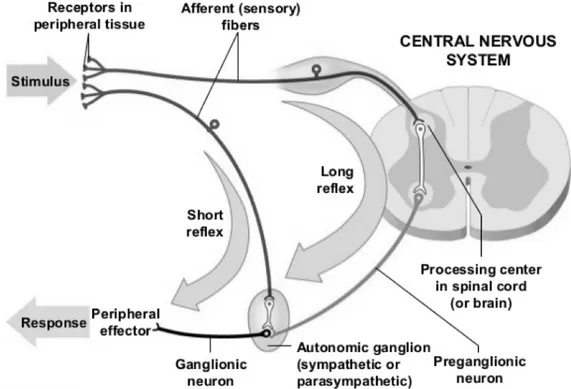 Figure	1.4.	Long	and	short	reflexes	in	sensory	nervous	system.	In	long-term	reflexes,	the	sensory	 neurons	send	the	information	to	the	CNS	where	is	processed	and	then	send	it	to	the	peripheral	 effector.	 In	 short	 reflexes,	 the	 sensory	 neurons	 synaps