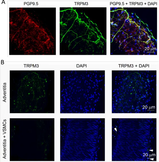 Figure	4.2.	TRPM3	is	located	in	perivascular	nerve	endings	of	mouse	mesenteric	arteries.	(A)	Z-stack	 confocal	 images	 of	 intact	 c57bl/6j	 mouse	 mesenteric	 arteries	 labelled	 with	 PGP9.5	 (red,	 left)	 and	 TRPM3	(green,	center)	antibodies.	An	overl