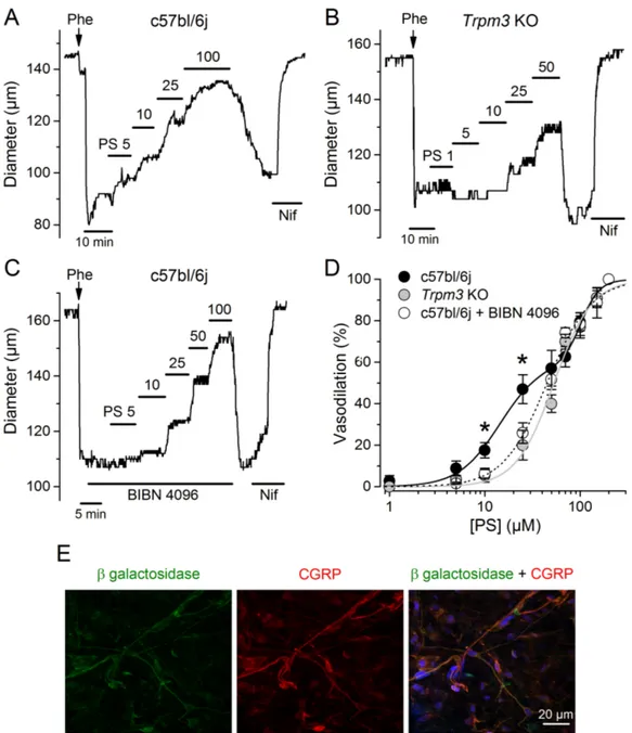 Figure	 4.9.	 TRPM3-induced	 vasodilation	 of	 mesenteric	 arteries	 is	 mediated	 by	 CGRP	 receptor	 activation.	 Representative	 examples	 of	 the	 effects	 of	 increasing	 concentrations	 of	 pregnenolone	 sulfate	(PS,	in	μM)	on	the	diameter	of	arterie