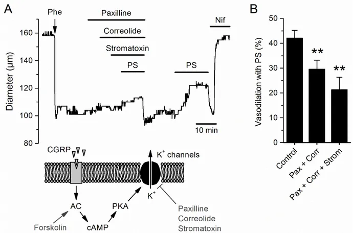 Figure	 4.13.	 TRPM3-dependent	 vasodilation	 is	 partly	 mediated	 by	 activation	 of	 K + 	 channels.	 (A)	