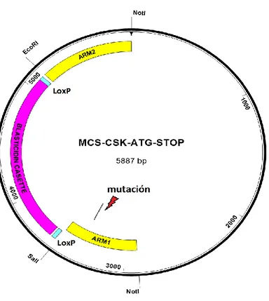 Figura 7. Esquema del vector donante MCS-CSK-ATG-STOP, construido para llevar a cabo la modificación génica dirigida