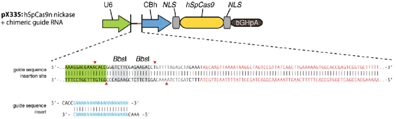 Figura  10.  Mapa  del  plásmido  pX335  empleado  en  la  construcción  de  las  nucleasas  CRISPR/Cas9