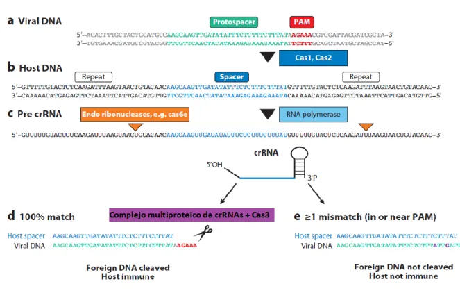 Figura 4. Representación del funcionamiento del sistema CRISPR/Cas. El esquema muestra un ejemplo de un fragmento  de genoma viral y un fragmento del hospedador