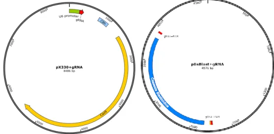 Figura 13 : Esquema de los plásmidos pBsBlas+gRNA y  pX330+gRNA utilizados en el sistema  CRISPR/Cas9 HITI