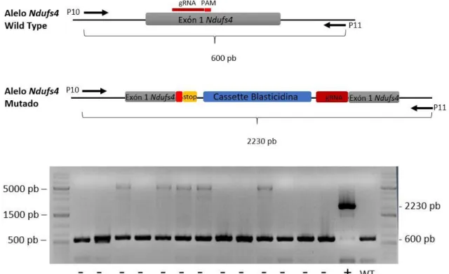 Figura 15 : Esquema del locus del gen Ndufs4 WT y modificado con el vector donante. Ubicación  de los primers empleados en la PCR para análisis de clones y los tamaños correspondientes a 