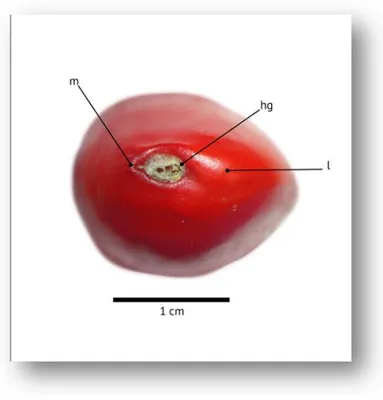 Figura  2.4.  Semilla  de  Ormosia  macrocalyx  mostrando  el  micrópilo  (m),  lente  (l)  y  hendidura hilar (hg)