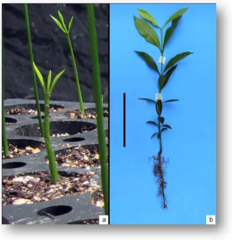 Figura  3.1.  Plántula  recién  germinada  (a)  y  planta  de  seis  meses  de  edad  (b)  de  Calophyllum  brasiliense,  desarrollada  en  vivero