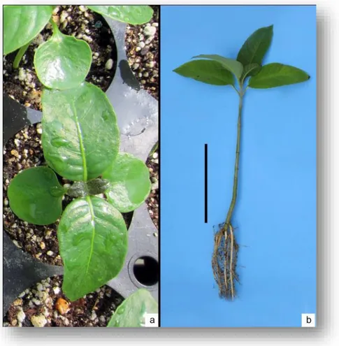 Figura  3.2.  Plántula  recién  germinada  (a)  y  planta  de  seis  meses  de  edad  (b)  de  Bravaisia  integerrima,  desarrollada  en  vivero