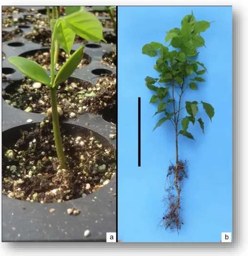 Figura  3.3.  Plántula  recién  germinada  (a)  y  planta  de  seis  meses  de  edad  (b)  de  Dialium guianense, desarrollada en vivero