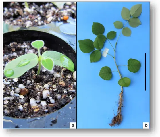 Figura  3.4.  Plántula  recién  germinada  (a)  y  planta  de  seis  meses  de  edad  (b)  de  Piscidia  piscipula,  desarrollada  en  vivero