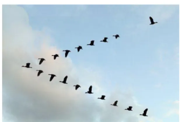 Ilustración 1: Forma de vuelo de gansos. 