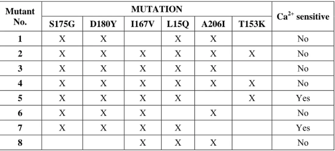 Table S2. Re-engineering of the GFP moiety to increase GAP fluorescence. GAP2 was humanized for codon 