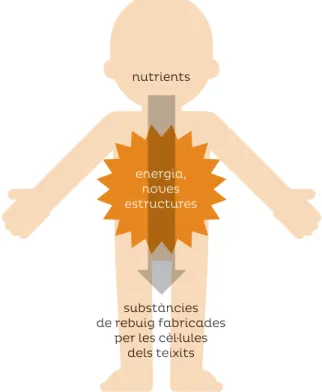 Figura 1. Esquema del camí  dels nutrients, on s’explicita com  els nutrients entren, es processen  i són usats per obtenir noves  estructures i energia